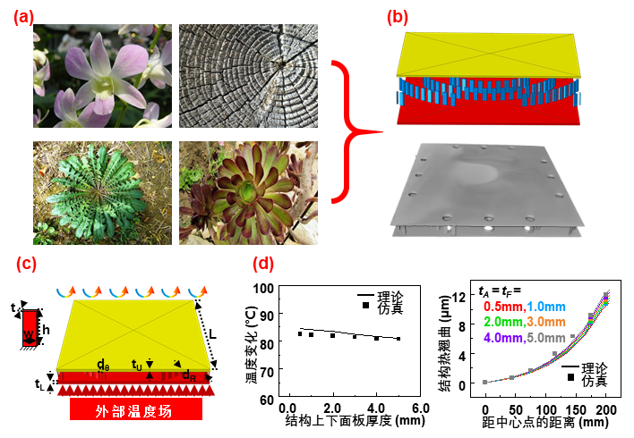 方岱宁院士先进结构工程科学思想指导仿生零翘曲夹层结构设计